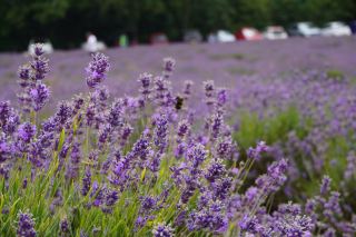 💜🌿 Mayfield Lavender Farm, England 🇬🇧 | A Beautiful Purple Escape
One of the most relaxing and beautiful stops on my England trip was Mayfield Lavender Farm. Seeing the lavender fields stretching across the countryside was even more impressive in person. The purple flowers, fresh scent, and peaceful surroundings made it such a lovely break from the busy city. 💜✨

📸 My experience:
Walking through the lavender fields felt like stepping into a postcard. There were so many beautiful photo opportunities, and the combination of the purple lavender and English countryside made every view special.

I especially enjoyed taking a slow walk around the fields rather than rushing through. It’s a great place to simply enjoy the scenery, take photos, breathe in the lavender and spend some quiet time outdoors. 🌿☀️

💡 Helpful tips for your visit:

🌸 Check the flowering season before going. The lavender is seasonal, so the fields can look very different outside the main bloom period.
📅 Check the farm’s current opening dates and visitor information before travelling.
👟 Wear comfortable shoes because you’ll be walking around the fields.
☀️ A sunny day can make the lavender colours especially beautiful for photos.
📸 Go early if you prefer a quieter experience and fewer people in your pictures.
🧴 Bring sun protection and water on warm days.
🛍️ If available during your visit, have a look at the farm shop for lavender-themed products and souvenirs.
❤️ My takeaway:
Mayfield Lavender Farm was a peaceful and memorable experience — a perfect place to slow down, enjoy nature and capture some beautiful travel photos. If you’re visiting England during lavender season, it’s a lovely countryside experience to add to your itinerary. 💜🇬🇧
#MayfieldLavenderFarm #LavenderFarm #EnglandTravel #UKTravel #LondonDayTrip #TravelExperience #TravelTips #Tripcom #TravelCommunity #LavenderFields #EnglishCountryside #TravelPhotography