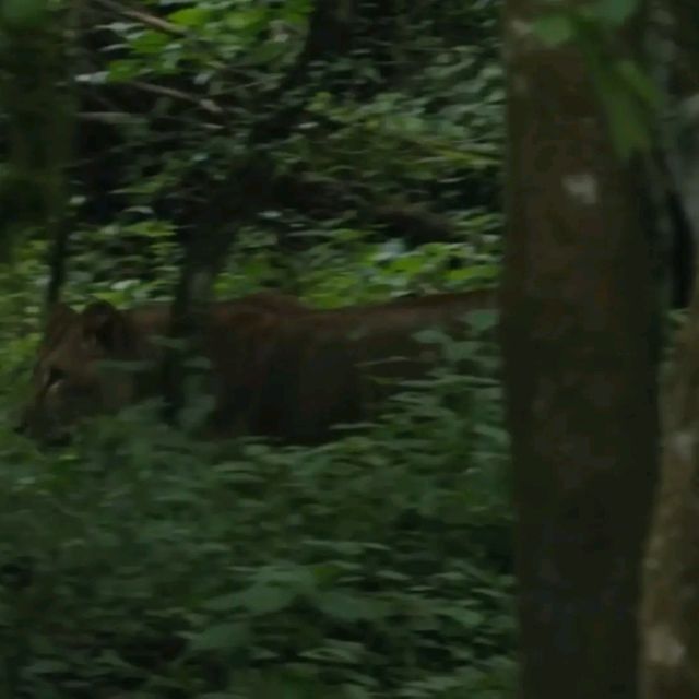 Bale Mountains wildlife Tours | brilliant Tours