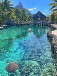 Bora Bora: Jewel of the Pacific