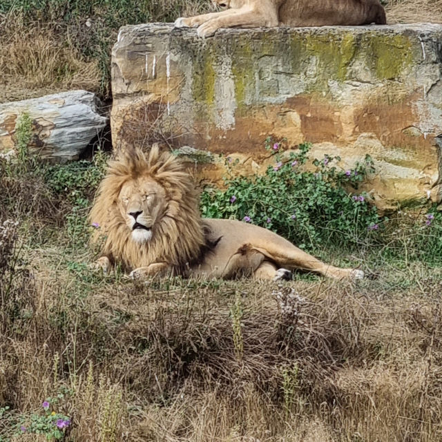 Yorkshire Wildlife park: The perfect family day out 