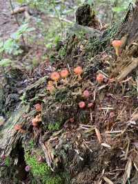 Foraging Adventure in Finnish National Park 🇫🇮 🍓🍄🌲