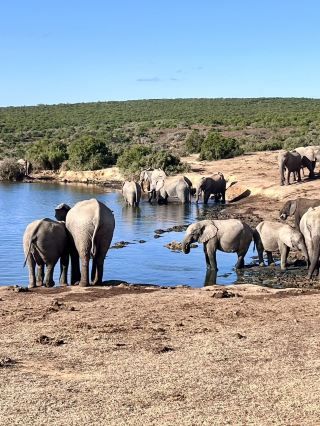 Addo Elephant National Park – Where Giants Roam Free 🐘