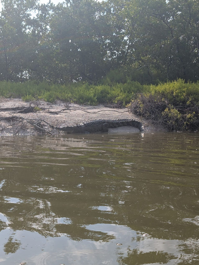 Kayaking with crocodiles in Holbox
