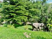 🐘 Morning Trumpets & Mud Baths – Life at Chai Lai Orchid 🌿