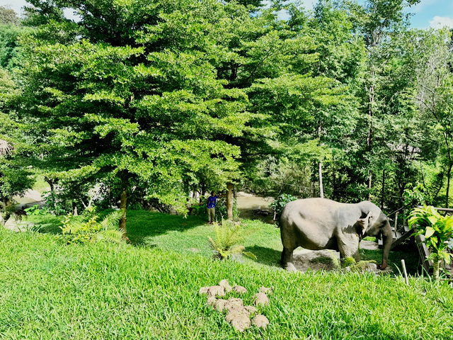 🐘 Morning Trumpets & Mud Baths – Life at Chai Lai Orchid 🌿