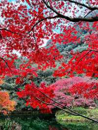 🍁 Red Leaves & Romance in Longjing Village, Hangzhou 🍂