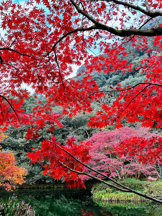 🍁 Red Leaves & Romance in Longjing Village, Hangzhou 🍂