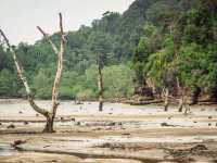 Wild Borneo Awaits: Exploring Bako National Park, Malaysia