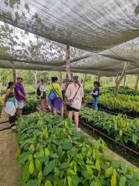 Chocolate farm on Bohol island, Philippines 