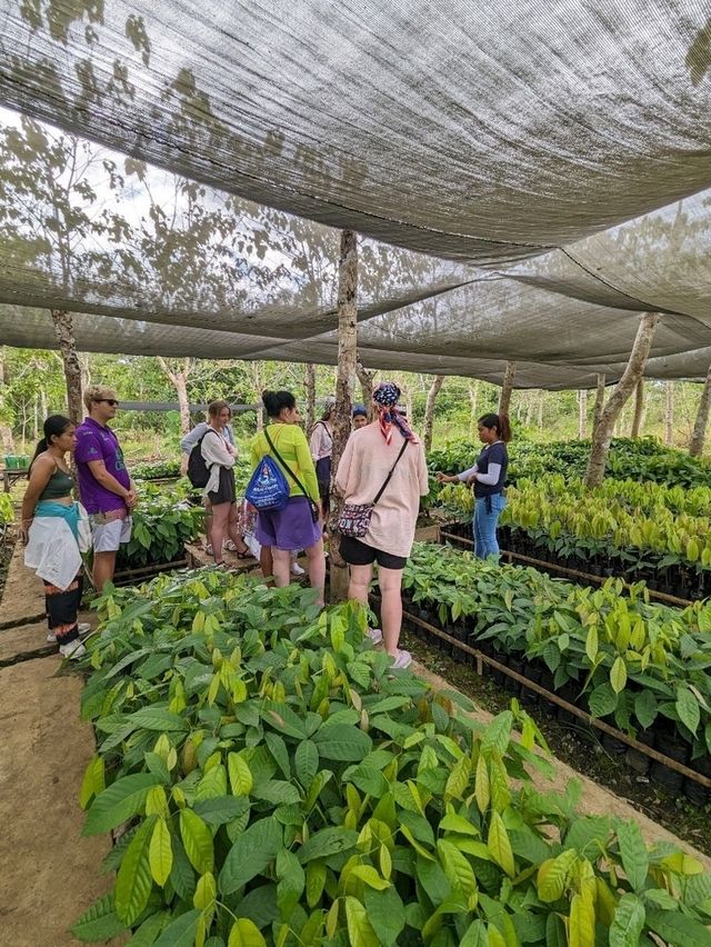 Chocolate farm on Bohol island, Philippines 