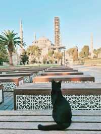 伊斯坦堡轉機遊🇹🇷不可錯過的藍色清真寺