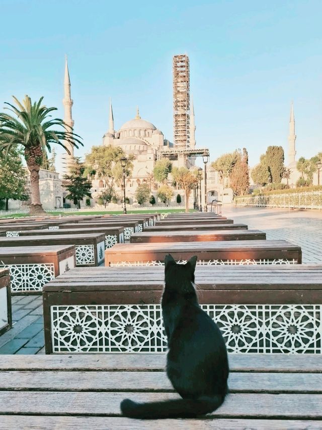 伊斯坦堡轉機遊🇹🇷不可錯過的藍色清真寺