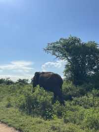 🇱🇰 Udawalawe – Where the Wild Still Roams
