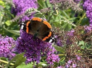 RHS Garden Rosemoor is filled with vibrant flower displays that celebrate color and balance. 🌸🌷🌼