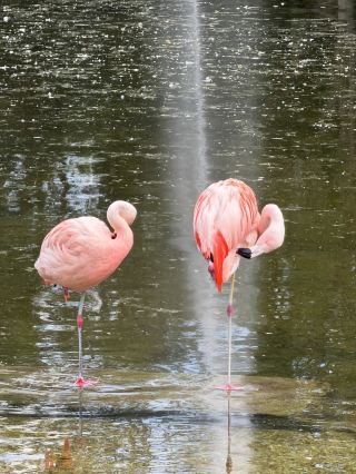 斯圖加特最靚公園竟然有紅鶴！。