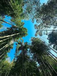 Bamboo Forest Hiking in Moganshan🎋🌿