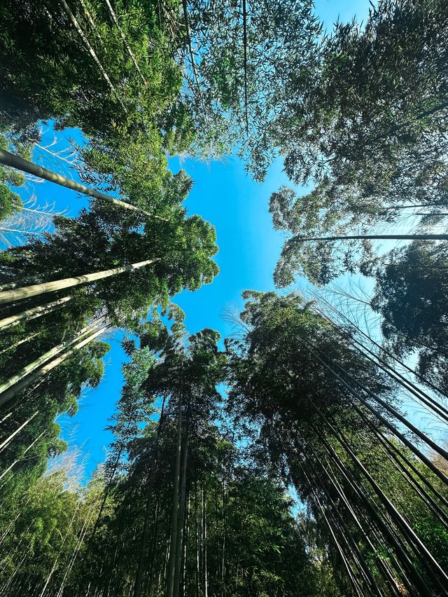 Bamboo Forest Hiking in Moganshan🎋🌿