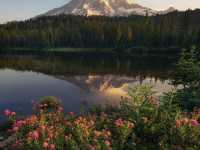 🏔️Mount Rainier National Park | Accidentally stumbled into Heidi's garden