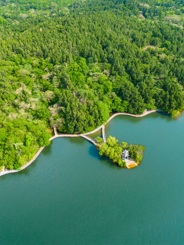 Xuzhou's misty forest is so beautiful, why isn't anyone going there? 🥺