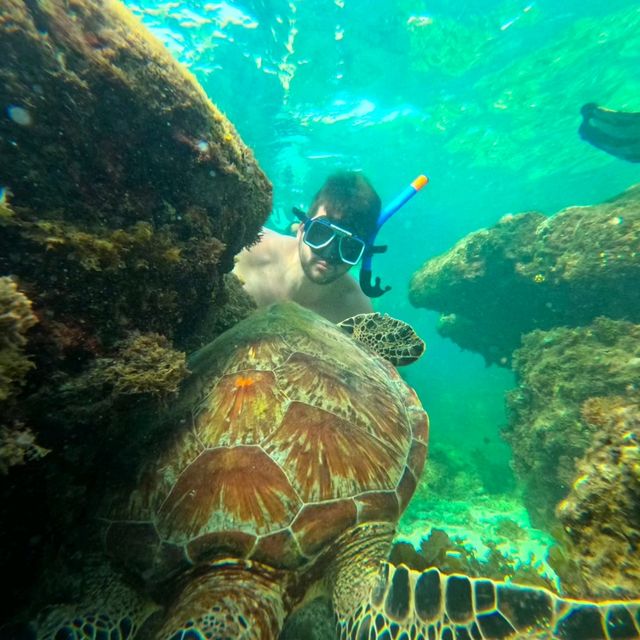 Moalboal 🇵🇭 Snorkeling with Turtles