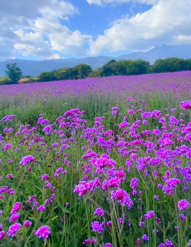 丽江小眾秘境指南——童話世界聽花谷！