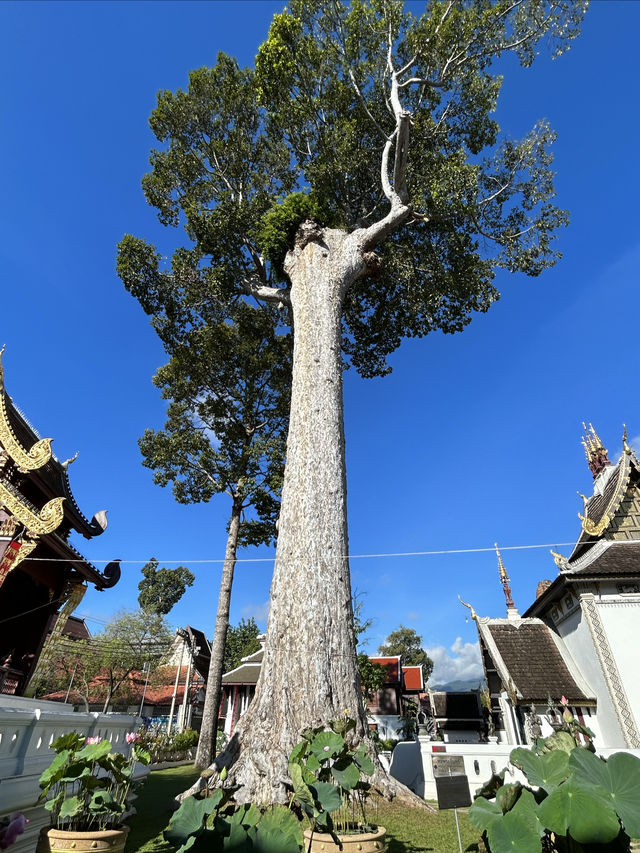 泰國清邁契迪龍寺（Wat Chedi Luang）