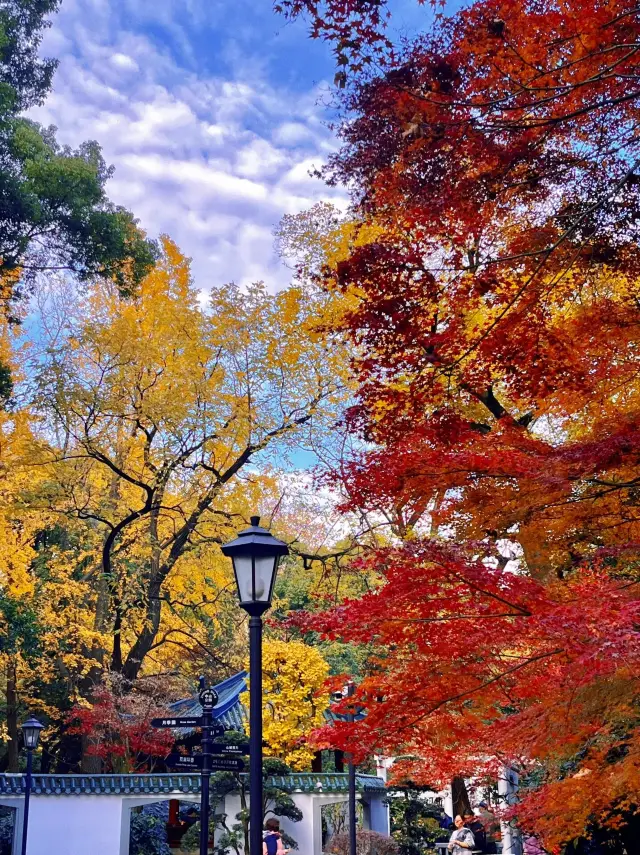 過小評価された上海のマイナーな紅葉スポット：中山公園