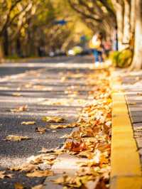 人生建議:12月逛完這些小馬路再離開上海!