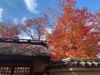 岚山寶嚴院紅葉是炸裂般存在