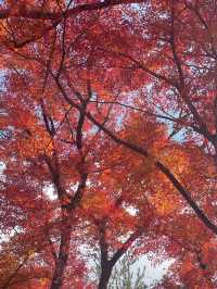 岚山寶嚴院紅葉是炸裂般存在