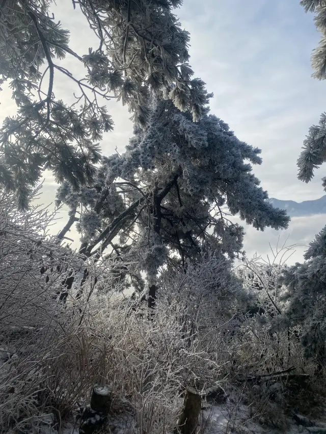 浙江太子尖的雪景太誘人了！！！