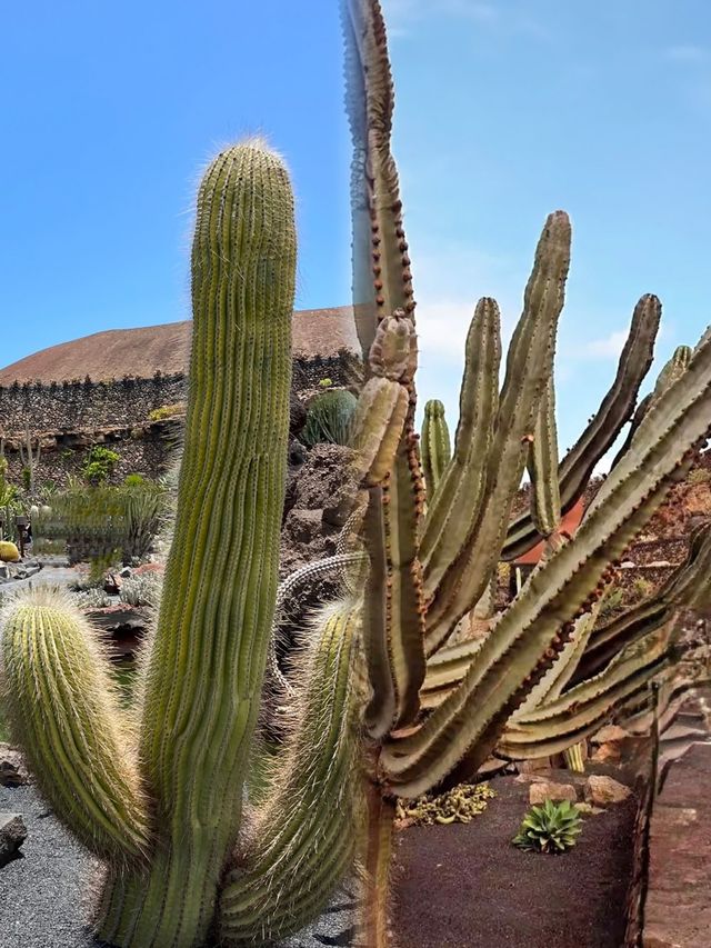 西班牙異世界Lanzarote火山和海相愛的地方