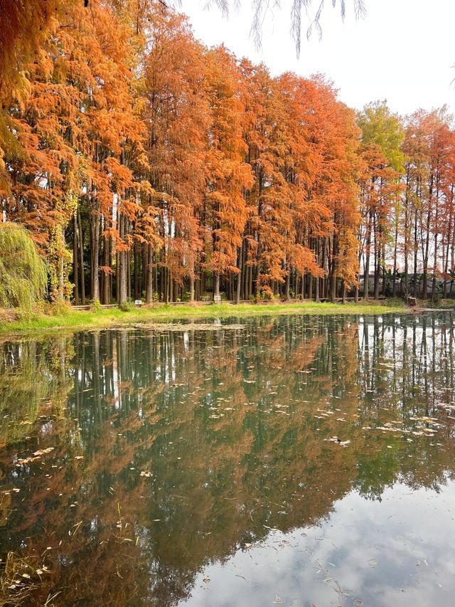 武漢小眾賞水杉地,讓你擺脫城市疲憊 武漢小眾賞水杉地,讓你擺脫城市疲憊