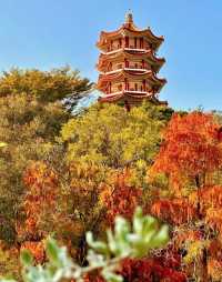 親近大自然，深圳仙湖植物園帶你遠離城市喧囂！