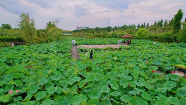 菁菁莊園丨“宣”為人知,聞“蜂”而動