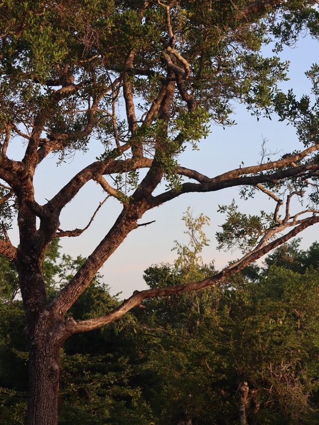 Yala National Park, Sri Lanka🇱🇰🐆