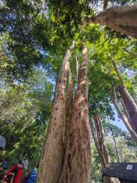 西雙版納|中科院西雙版納熱帶植物園省心攻略