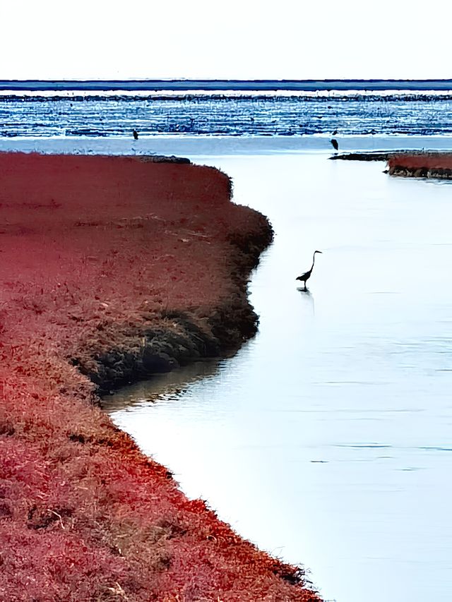 盤錦紅海灘最新遊玩避坑指南