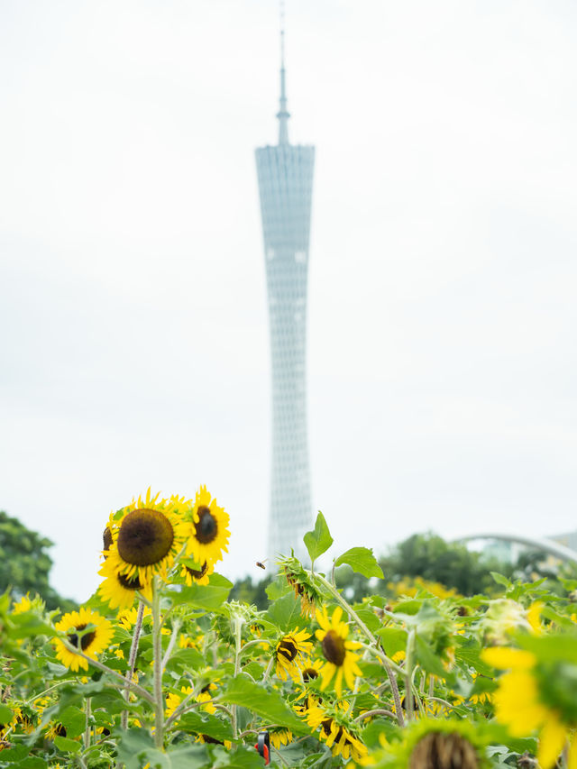 宏城公園向日葵美則美矣，奈何錯過最好的時光  這次的向日葵是矮的 數量更密集 去逛美術館順路去宏城