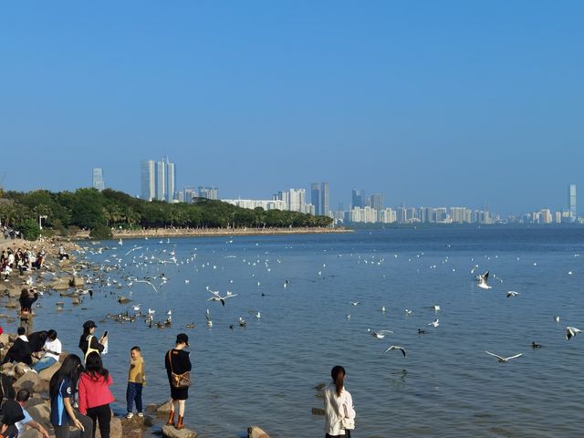 冬日浪漫——約會深圳灣公園 冬日浪漫——約會深圳灣公園
