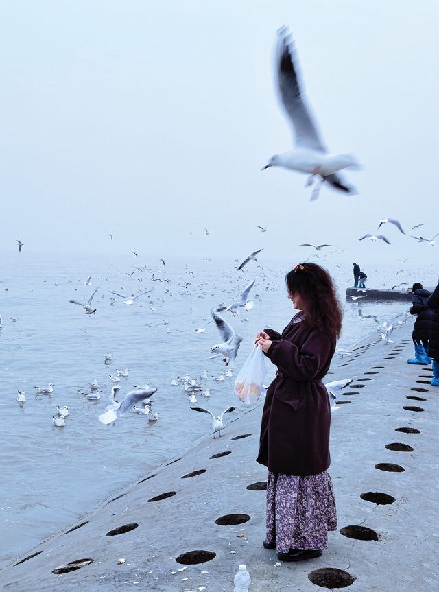 北京周末周邊遊｜原諒孩子第一次見海鷗