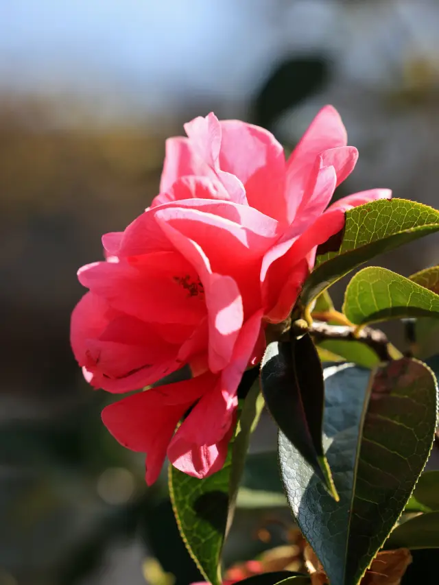 Erhai Park in Dali | Camellias in full bloom, the scenery is infinitely good! (With strategy)