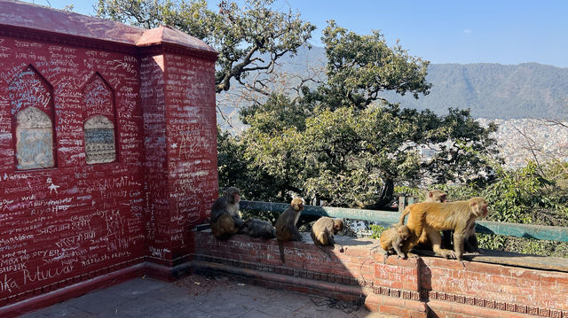 尼泊爾跟團遊Day 6 | 去和寺裡的小猴子say Hi