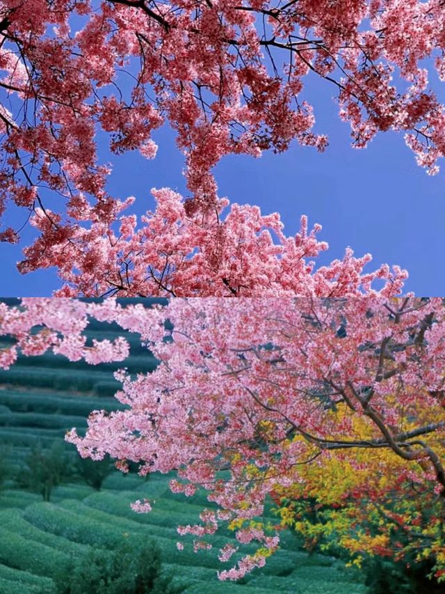 不去日本，福建也有藏著漫畫裡的櫻花園