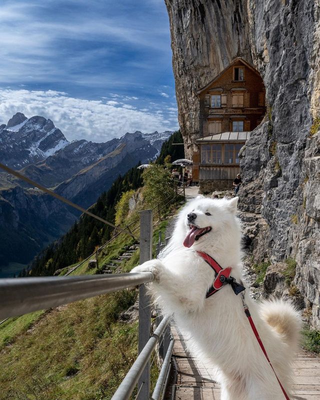 Discover the Beauty of Switzerland: Hike with Felix the Koala! 🇨🇭🥾