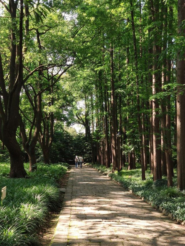 黃浦江上唯一的島有一座具有厚重歷史底蘊的日式園林復興島