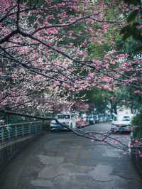 紅梅公園的梅花與雨天也太配了吧