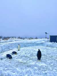 雲山冰雪樂園之帝企鵝日記