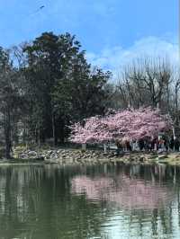 櫻花季（上海植物園）