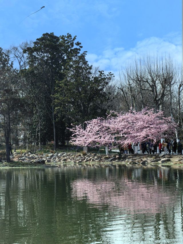 櫻花季（上海植物園）